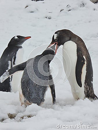 Gentoo Penguin provides a meal to its chick on Antarctic Peninsula Stock Photo