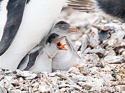 Gentoo penguin, Pygoscelis papua, chick begging for food by screaming with open beak, Antarctica Stock Photo