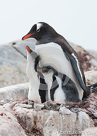 Gentoo penguin (Pygoscelis papua) family. Stock Photo