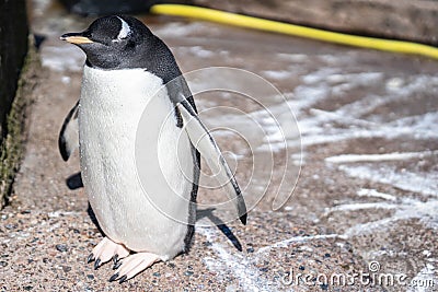The gentoo penguin Pygoscelis papua is a penguin species in the genus Pygoscelis Stock Photo