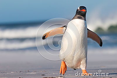 Gentoo Penguin (Pygoscelis papua) walking on the Beach. Stock Photo