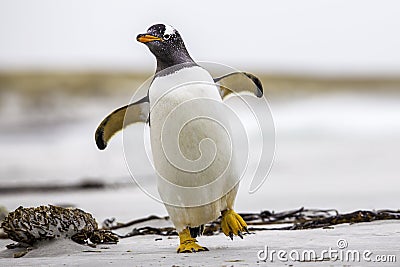 Gentoo Penguin (Pygoscelis papua) walking with wings spread. Fal Stock Photo