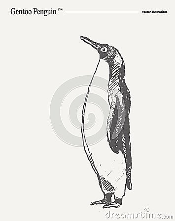 Gentoo Penguin realistic hand drawn, sketch Vector Illustration