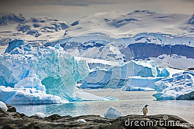 Gentoo penguin on a rock surrounded by the ocean and icebergs in Antarctica Stock Photo