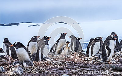 Gentoo Penguin Rookery Glacier Yankee Harbor Antarctica Stock Photo