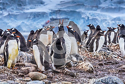 Gentoo Penguin Rookery Ship Yankee Harbor Antarctica Stock Photo