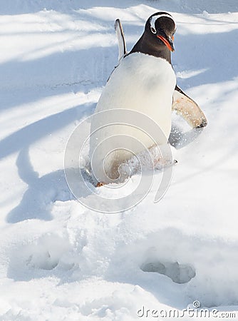 Gentoo Penguin Slipping down the snow Stock Photo
