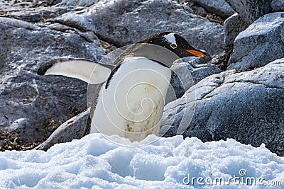 Gentoo Penguin Walking Snow Highway Rookery Damoy Point Antarctica Stock Photo