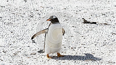 Gentoo penguin walks over the ground Stock Photo