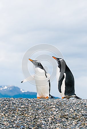 Gentoo penguins Stock Photo