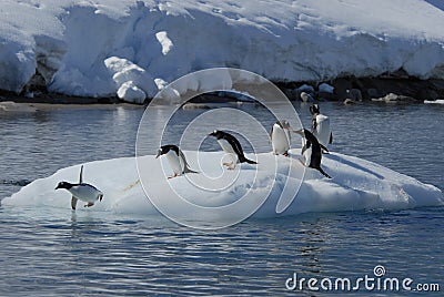 Gentoo Penguins Stock Photo