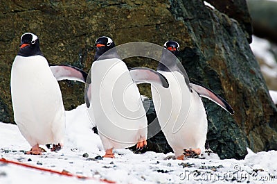 Gentoo Penguins Stock Photo