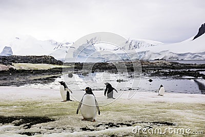 Gentoo Penguins, Antarctica Stock Photo