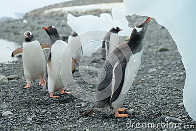 Antarctica Gentoo penguins drinking fresh water from melting iceberg Stock Photo