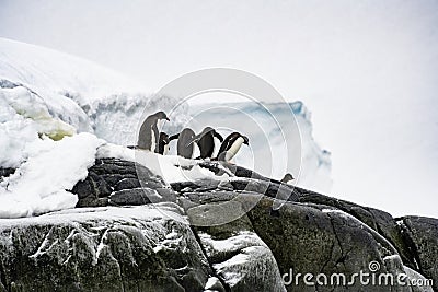 Gentoo Penguins, Antarctica, Travel, Wildlife Stock Photo