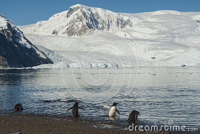 Gentoo Penguins with glacier in the background, Neko harbour, Stock Photo
