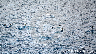 Penguins jumping outside the sea in Antarctica near Paulet Island Stock Photo