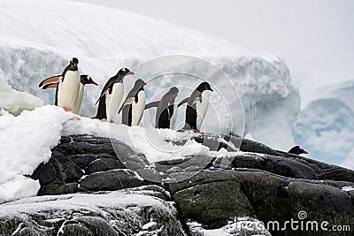 Gentoo Penguins, Antarctica, Travel, Wildlife Stock Photo