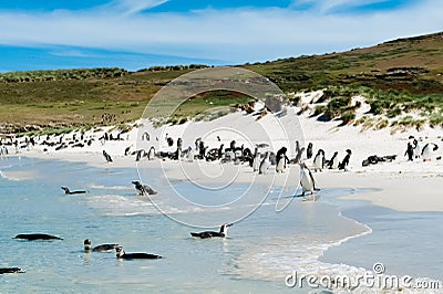 Gentoo penguins and magellan penguins swimming in blue sea or standing on white beach on Carcass Islands, Falkland Islands Stock Photo