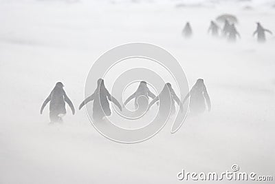 Gentoo penguins marching through blowing snow Stock Photo