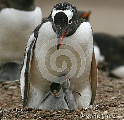 Gentoo penguins (Pygoscelis papua) Stock Photo