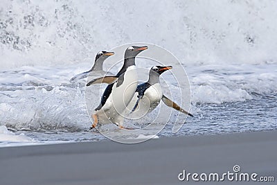 Gentoo penguins (Pygoscelis papua) Stock Photo