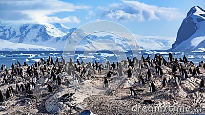 Gentoo penguins - Pygoscelis papua - on rocks in front of Southern Ocean with icebergs and mountains at Cuverville, Antarctica Stock Photo