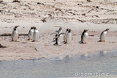 Gentoo Penguins ready to go into ocean on Volunteer Beach, Falklands, UK Stock Photo