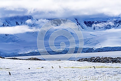 Gentoo Penguins Snow Highway Rookery Damoy Point Antarctica Stock Photo