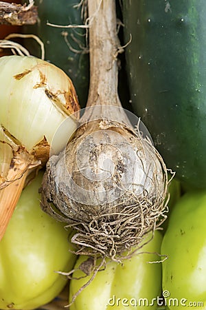 Genuine fresh organic garlic Stock Photo