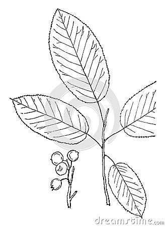 Genus Amelanchier, Medik June-berry vintage illustration Vector Illustration