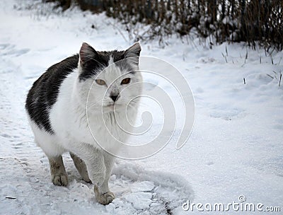 Genus carnivores of the cat family. Stock Photo