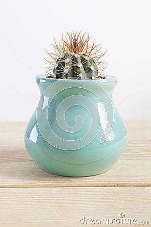 Genus Echinocactus Cactus a potted plant in a turquoise pot Stock Photo