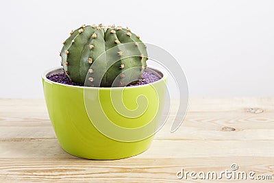 Genus Echinocactus Cactus a potted plant in a green pot Stock Photo