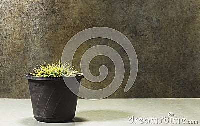 Genus Echinocactus Cactus a potted plant on marble Stock Photo