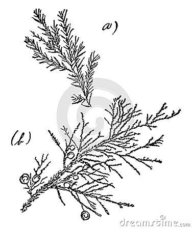 Genus Juniperus, L. Red Cedar vintage illustration Vector Illustration