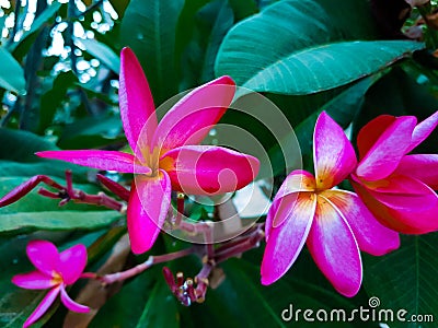 Plumeria: a flower that does not burn on fire Stock Photo