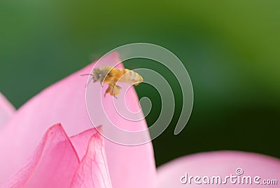 Honeybee-Jiangxi Guangchang white lotus-lotus flower Stock Photo