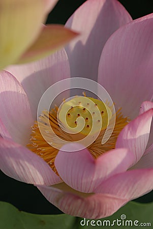 Jiangxi Guangchang white lotus-lotus flower Stock Photo
