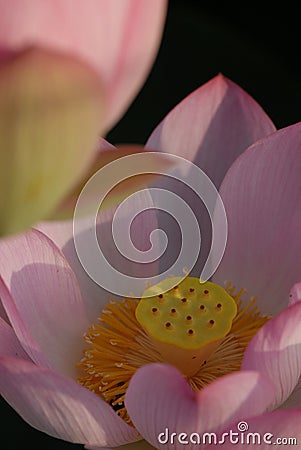 Jiangxi Guangchang white lotus-lotus flower Stock Photo