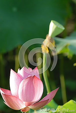 Jiangxi Guangchang white lotus-lotus flower Stock Photo