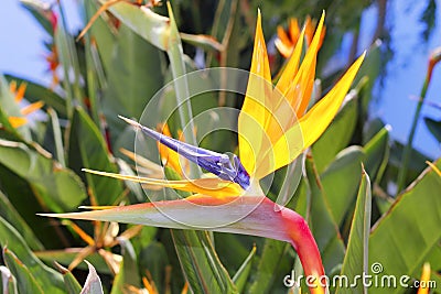 Genus strelitzia reginae orange bird flower Stock Photo