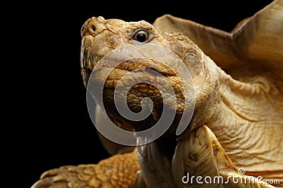 Geochelone sulcata. African turtle Spurs Stock Photo