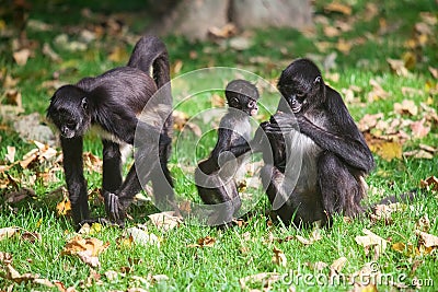 Geoffroy's Spider Monkey. Ateles geoffroyi Stock Photo