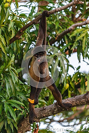 Geoffroy's spider monkey Stock Photo