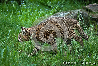 Geoffroy's cat (Leopardus geoffroyi). Stock Photo