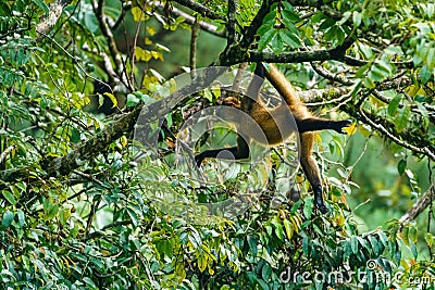 Geoffroy& x27;s spider monkey & x28;Ateles geoffroyi& x29; in a tree in Costa Rica Stock Photo