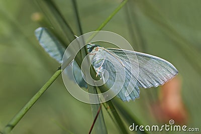 Geometer moth - side view Stock Photo