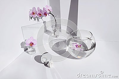 Geometric angular composition with phalaenopsis orchid flowers, different glass objects and shadows on a white Stock Photo