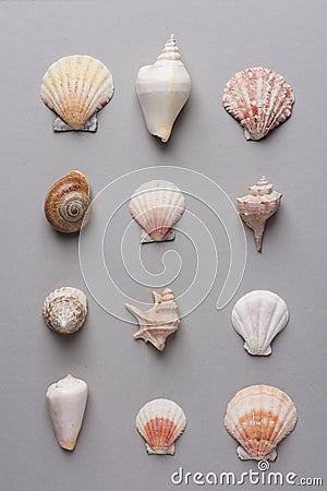 Geometric pattern from rows of sea shells of different shapes and colors on gray stone background. Elegant minimalist style Stock Photo